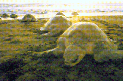 ranchobrovilla1a.gif (42652 Byte)