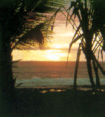 sunsetreef1c.gif (25452 Byte)