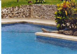 arcadenoe1a.gif (38694 Byte)